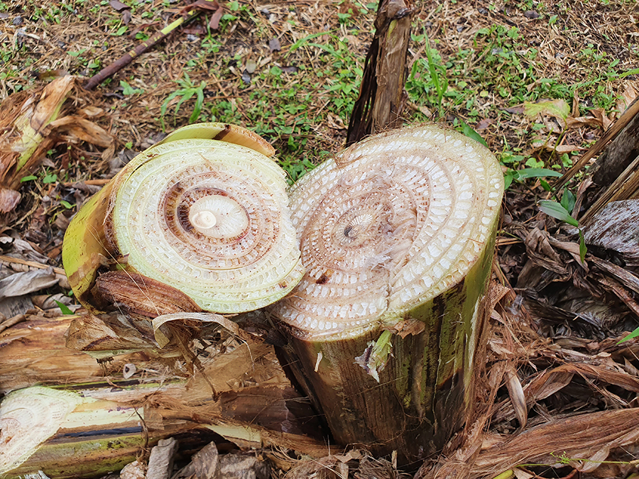 Erradicação do moko da bananeira em área de terra firme exige vazio sanitário de dois anos